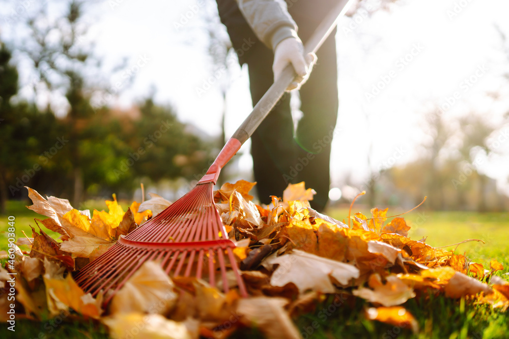 Rake with fallen leaves in the park. Janitor cleans leaves in autumn. Volunteering, cleaning, and ecology concept. - obrazy, fototapety, plakaty 