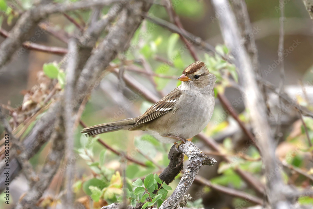 A juvenile white crowned sparrow is perched on a twig at Turnbull Wildlife Refuge near Cheney, Washington.