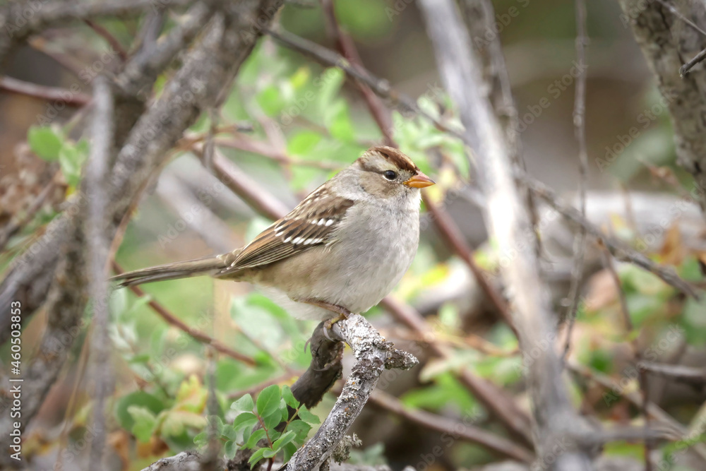 Cute white crowned sparrow on a twig. Cute white crowned sparrow on a twig.