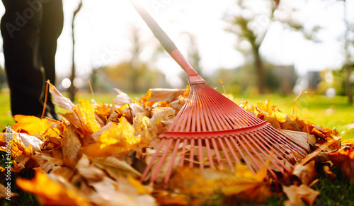 Rake with fallen leaves in the park. Janitor cleans leaves in autumn. Volunteering, cleaning, and ecology concept.