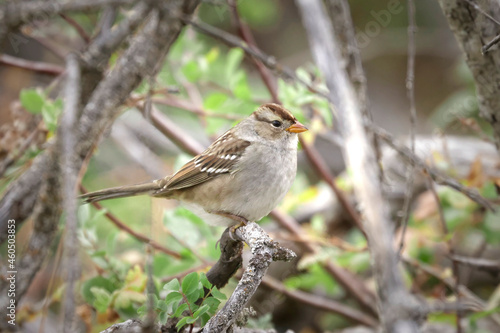 Cute white crowned sparrow on a twig.