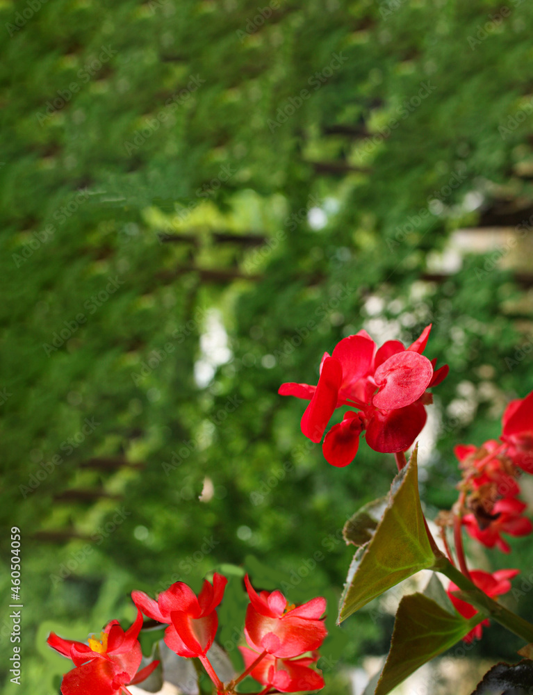 Creativ idea flowers red  in the garden.