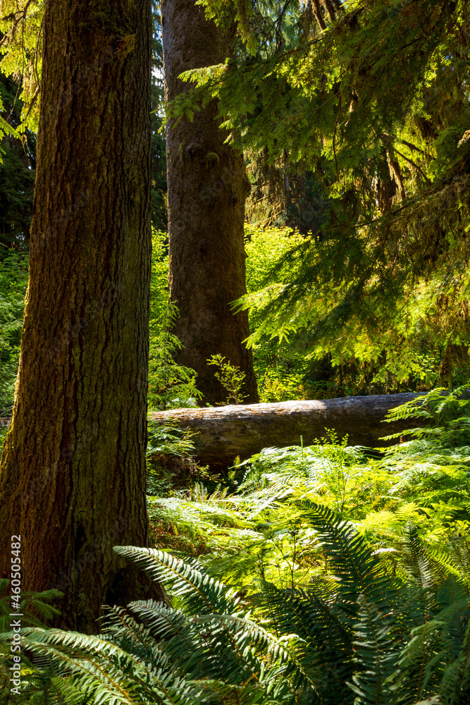 moss covered trees in lush rain forest in the northwest pacific in the Hoh rain forest in Olympic national park in Washington state. moss covered trees in lush rain forest in the northwest pacific in the Hoh rain forest in Olympic national park in Washington state.