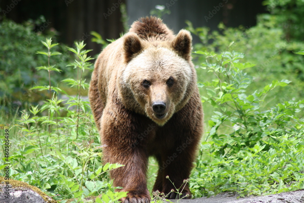 Fototapeta premium Bär / Bear