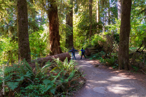 Asian family of mother and son hiking on the pacific northwest      rain forest in Olympic national Park in Washington state.