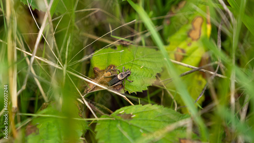 criquet on a leaf