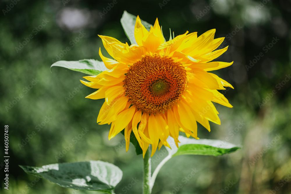 Sunflower banner Sunflower banner