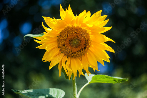 Sunflower banner