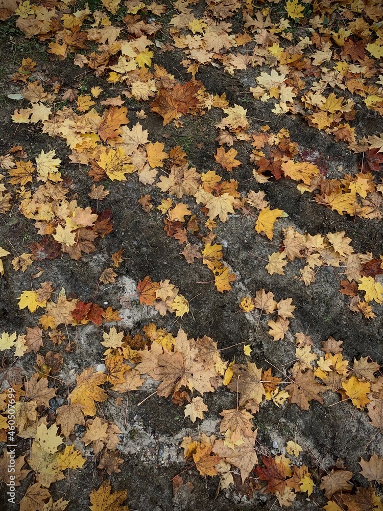 maple leaf maple leaf