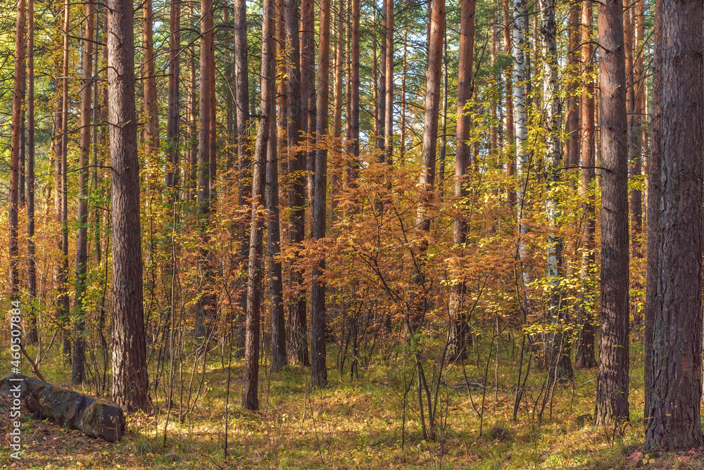 Fototapeta premium Autumn forest landscape of trees with yellowed autumn foliage.