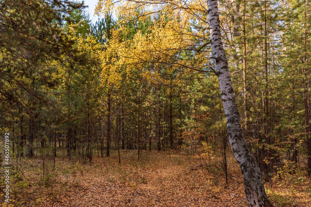 Obraz premium Autumn forest landscape of trees with yellowed autumn foliage.