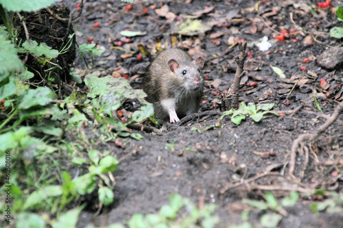 A close up of a Rat © Simon Edge
