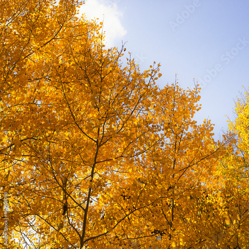 autumn  colorado  aspens  golden  yellow  sunset  alpine  mountains  rocky mountains  fall  golden hour  sunrise  