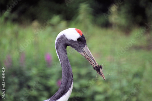 A close up of a Red Crowned Crane © Simon Edge