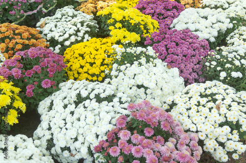 White, pink, red or yellow chrysanthemum plants in flower shop. Bushes of burgundy chrysanthemums garden or park outdoor. Chrysanthemum flower with leaves pattern colorful floral background as card © ostapenkonat