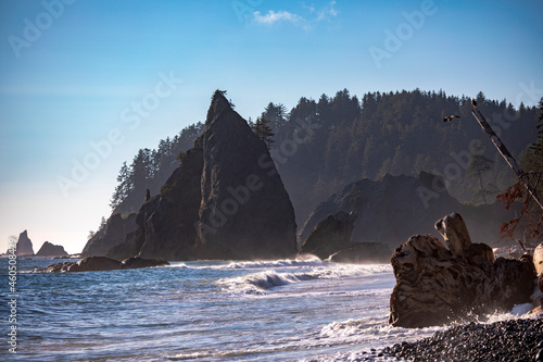 American bald eagle flying above the pacific water with the sea stacks in Rialto Beach on the background under a clear blue sky in Olympic national Park in Washington state.