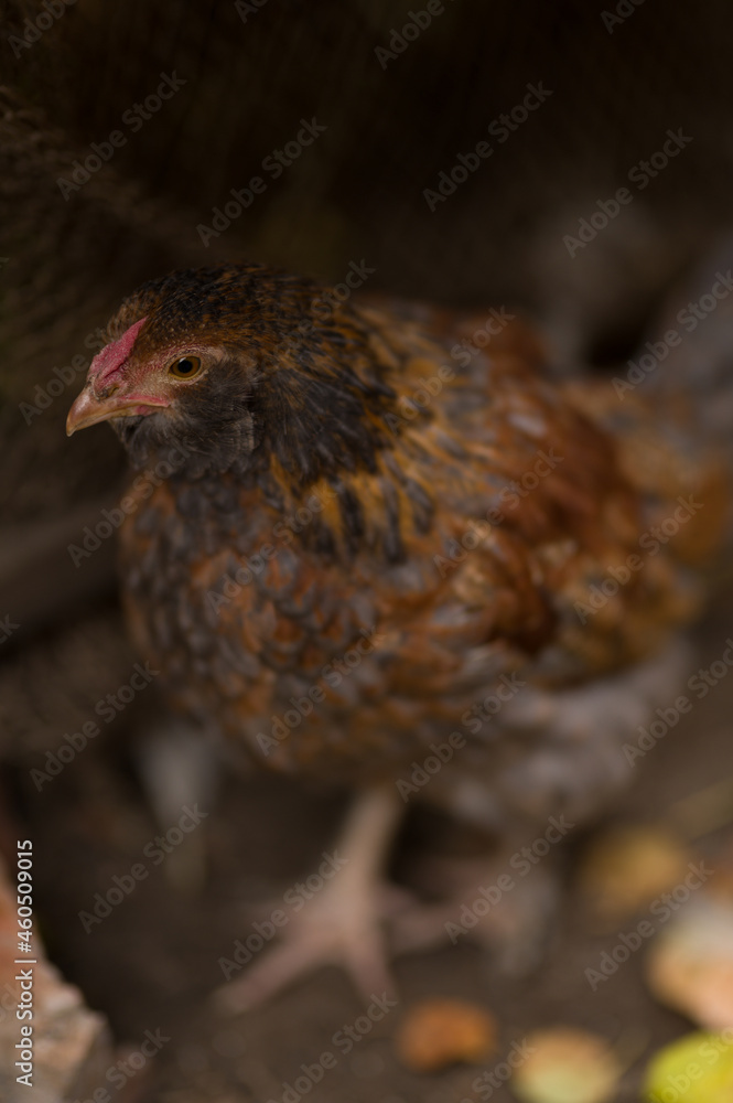 Fototapeta premium chicken in the farm