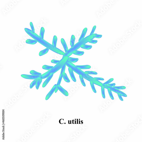 C. utilis candida. Pathogenic yeast-like fungi of the Candida type morphological structure. Vector illustration