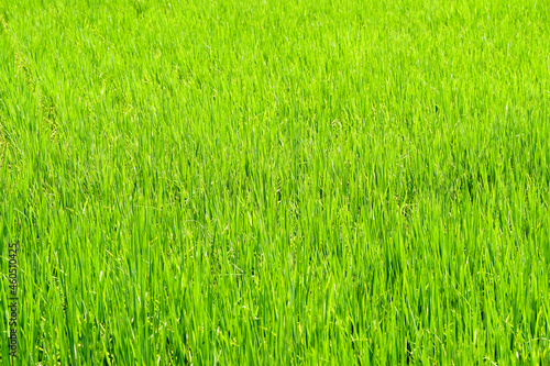 Close up Background of green paddy rice field in organic asian rice farm and agriculture.