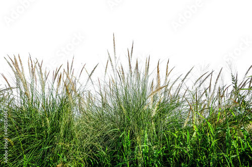 Green fresh grass naturally on isolated white background