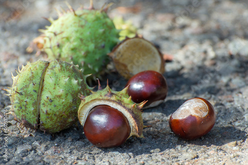 Horse chestnut fruits in autumn. Raw materials for the treatment of thrombophlebitis. photo