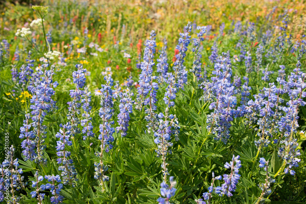 Fototapeta premium Fields of wildflowers on the Teton Crest Trail, Grand Teton National Park, Wyoming, USA