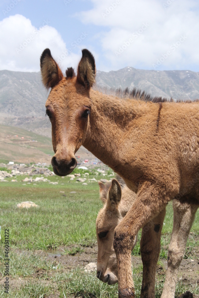 Fototapeta premium horse in the grass