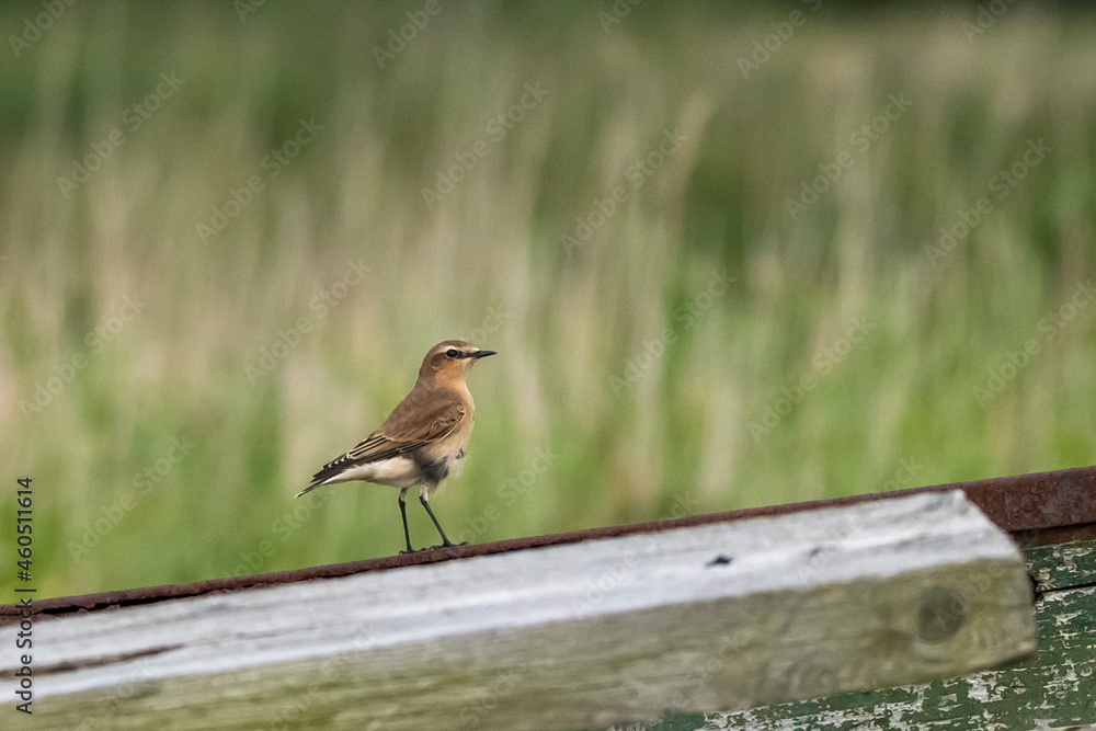 Fototapeta premium Steinschmätzer vor grünem Hintergrund