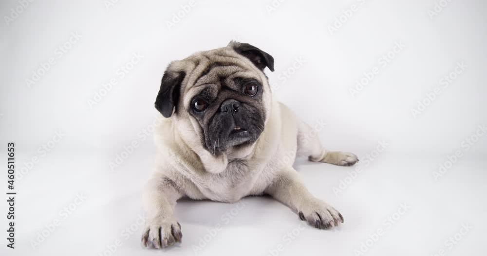 Cute pug dog with funny face surprising with tilting head. Funny pug dog amazed reaction. White background. Funny lying pose Studio shot Cute pug dog with funny face surprising with tilting head. Funny pug dog amazed reaction. White background. Funny lying pose Studio shot