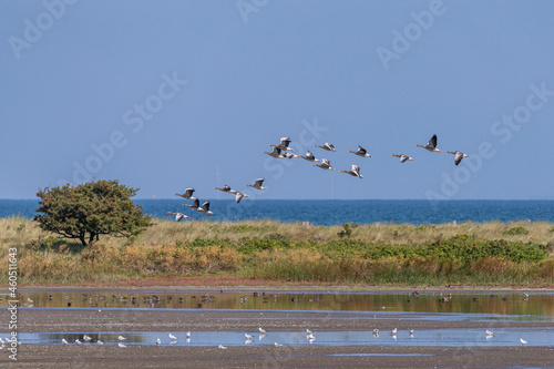 fliegende Vogelschar über Grasdeich am Meer photo