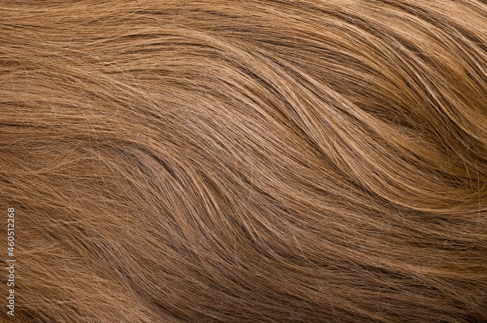 Naklejka premium Background hair light brown closeup. Female long blond hair close-up as a background. Beautifully laid wavy shiny curls.Hair coloring. Hairdressing procedures. Copy space with space for text.