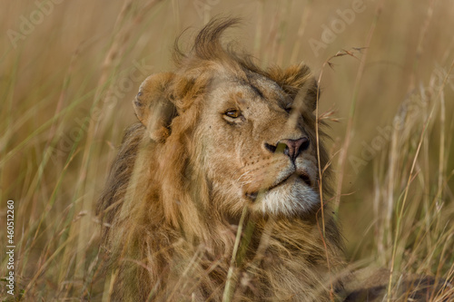 Male lion in high grass in Masai Mara  Kenya