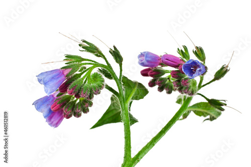 Common Comfrey (Symphytum officinale) plant isolated on a white background.