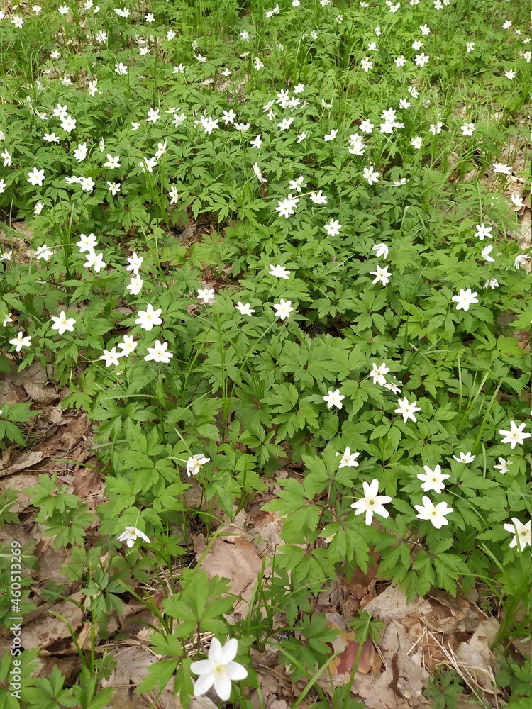 white blossom of wood anemona in spring in a forest, Anemona nemorosa