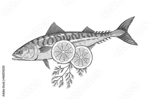 Sea fish mackerel with lemon and dill on a white plate. Cooking delicious food. Vector isolated illustration hand drawn