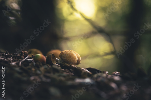фотографія puffball mushroom in the forest