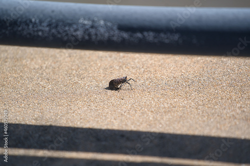 Spotted Lanternfly (Lycorma delicatula) on concrete