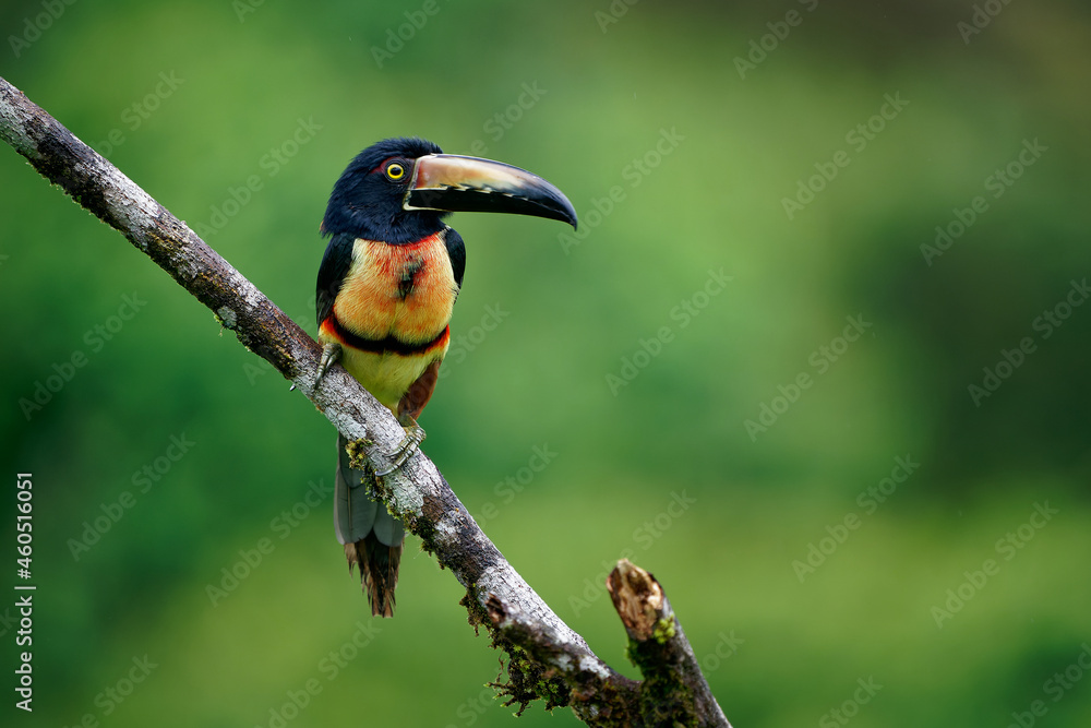 Collared Aracari - Pteroglossus torquatus is toucan, a near-passerine bird. It breeds from southern Mexico to Panama, Ecuador, Colombia, Venezuela and Costa Rica. Long big beak and colorful bird Collared Aracari - Pteroglossus torquatus is toucan, a near-passerine bird. It breeds from southern Mexico to Panama, Ecuador, Colombia, Venezuela and Costa Rica. Long big beak and colorful bird