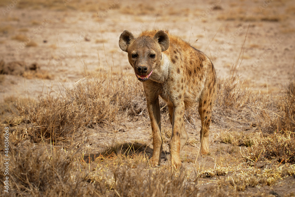Spotted Hyena - Crocuta crocuta after meals walking in the park. Beautiful sunset or sunrise in Amboseli in Kenya, scavenger in the savanna, sandy and dusty place with the grass Spotted Hyena - Crocuta crocuta after meals walking in the park. Beautiful sunset or sunrise in Amboseli in Kenya, scavenger in the savanna, sandy and dusty place with the grass