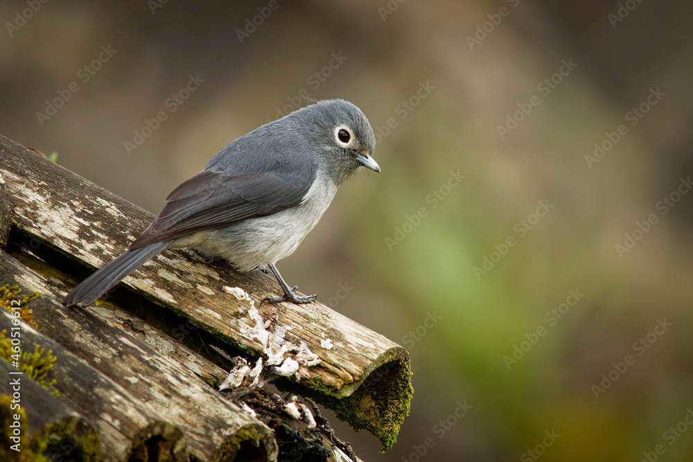 White-eyed Slaty-flycatcher - Melaenornis fischeri small grey passerine bird of Melaenornis, in Muscicapidae, native to the African highlands from Ethiopia, Kenya through Rwanda to Zaire and Malawi