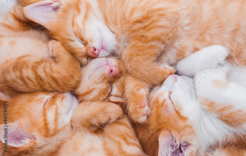 A lot of small sleeping red kittens sleep in a heap nestle to each other in a cozy bed, the concept of friendship, brothers, twins babes beautiful lovely pets