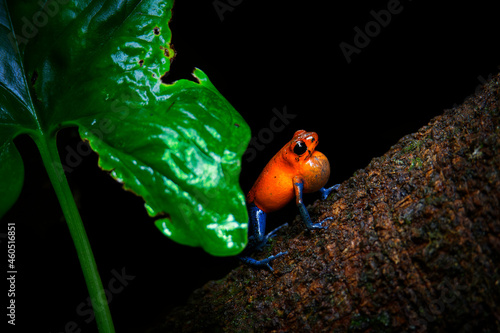 Strawberry poison-dart frog - Oophaga (Dendrobates) pumilio, small poison red dart frog found in Central America, from eastern central Nicaragua through Costa Rica and Panama. Rainforest animal in wet photo