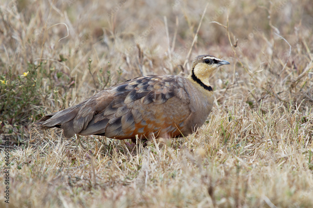 Yellow-throated Sandgrouse - Pterocles gutturalis species of bird in the family Pteroclidae, found in Angola, Botswana, Eritrea, Ethiopia, Kenya, Namibia, South Africa, Tanzania, Zambia, and Zimbabwe Yellow-throated Sandgrouse - Pterocles gutturalis species of bird in the family Pteroclidae, found in Angola, Botswana, Eritrea, Ethiopia, Kenya, Namibia, South Africa, Tanzania, Zambia, and Zimbabwe