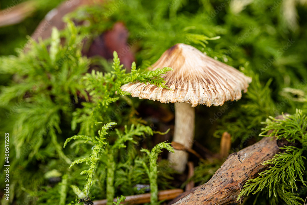 Kleiner Pilz im Moos Kleiner Pilz im Moos