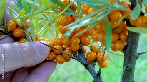 berries from a shrub in the garden. Common sea buckthorn Hippophae rhamnoides, tree and the bush fruit bearing berry. Autumn harvesting
