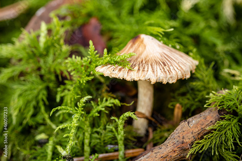 Kleiner Pilz im Moos