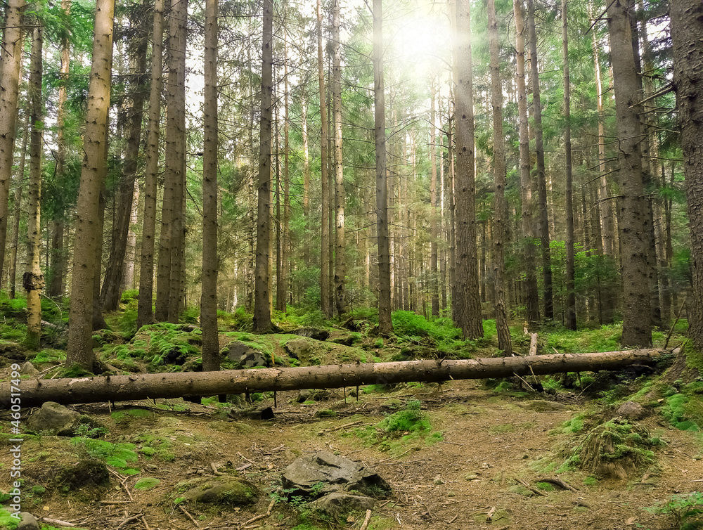 Beautiful coniferous wild forest and sun rays Beautiful coniferous wild forest and sun rays