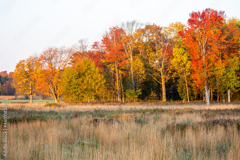 Obraz premium Colorful Wisconsin leaves to mark the beginning of a autumn