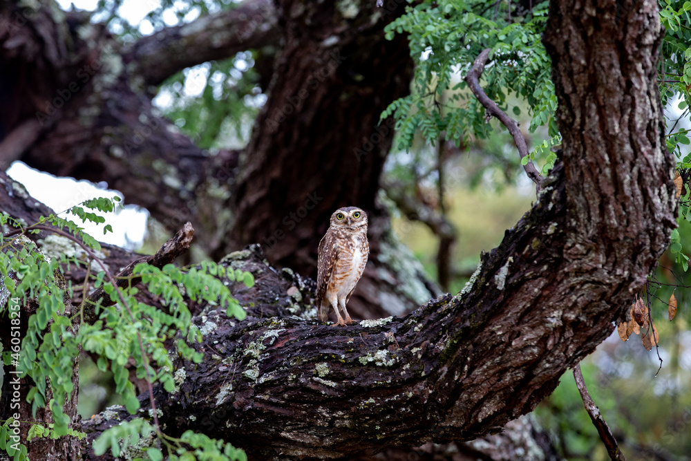 Burrowing owl alone on the branch of the tree in the cerrado biome Burrowing owl alone on the branch of the tree in the cerrado biome