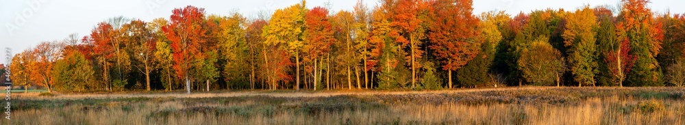 Colorful Wisconsin leaves in the beginning of a autumn Colorful Wisconsin leaves in the beginning of a autumn